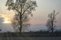 Tree branches silhouette in the countryside sunset, wintertime. Color image Royalty Free Stock Photo