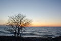 Silhouette of a bare tree by the coast at sunset