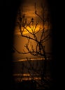 Silhouette of bare tree at dusk Royalty Free Stock Photo