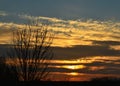 Silhouette of a bare tree in front of a golden and blue sunset Royalty Free Stock Photo