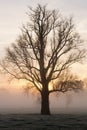 Silhouette of a bare tree in the mist in the morningsun in springtime Royalty Free Stock Photo