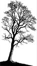 Silhouette of a Bare Tree Royalty Free Stock Photo