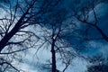 Silhouette bare trees with blue sky background photo