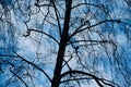 Silhouette bare trees with blue sky background
