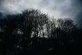 Silhouette bare trees in a forest in Berlin Germany