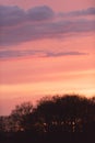 Silhouette of bare trees under pink coloured sky.