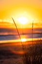 Silhouette of beach grass with blurry beach sunset in the background Royalty Free Stock Photo