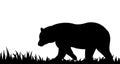 Silhouette of bear in the grass.