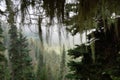 Silhouette of Beard lichen Alectoria Royalty Free Stock Photo