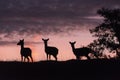 Fallow deer against a pink sky