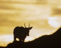 Fallow deer against a pink sky