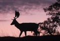 Fallow deer buck