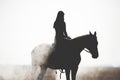 Silhouette of a beautiful girl riding a horse on a white background