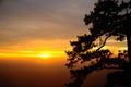 Silhouette of Beautiful Japanese pine trees Royalty Free Stock Photo