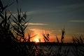 Silhouette of beautiful reed plants and sunset over calm river Royalty Free Stock Photo