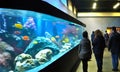 silhouette of a beautiful woman behind an aquarium