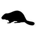 Fun silhouette of a beaver. Black on white background Royalty Free Stock Photo