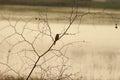 A silhouette of a bee eater bird on dawn time. Magnificent looking plant with no leaves is a attraction on the other hand Royalty Free Stock Photo