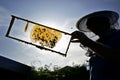 Beekeeper silhouette. Beekeeper holding a wooden frame with honey comb.