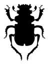 Silhouette of beetle