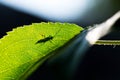 Silhouette of a beetle on young apple leaf, Royalty Free Stock Photo