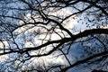 Silhouette of bends and lines of old oak branches against blue sky with white clouds Royalty Free Stock Photo