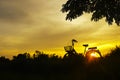 Silhouette of Bicycle and beautiful landscape.Bike at sunset on grass field meadow