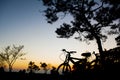 Silhouette bicycle of pine trees forest with light during sunset