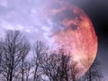 Silhouette of a big bright full orange red blood moon behind bare leafless trees on cloudy purple hue sky background wallpaper.
