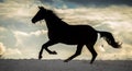 Silhouette of big horse running in the snow with dramatic cloudy sky