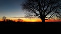 Silhouette of a big leafless tree and an empty field with a beautiful sky in background sunset Royalty Free Stock Photo