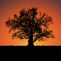 Silhouette of a big mighty oak against sunset. Royalty Free Stock Photo