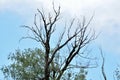 Big dry willow tree in nature and blue sky in background Royalty Free Stock Photo