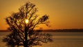 Silhouette of a big old oak at the lake in sunset. Royalty Free Stock Photo