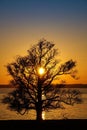 Silhouette of a big old oak at the lake in sunset. Royalty Free Stock Photo