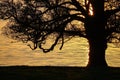 Silhouette of a big old oak at the lake in sunset Royalty Free Stock Photo