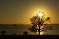 Silhouette of a big old oak at the lake in sunset. Royalty Free Stock Photo