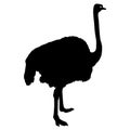 Silhouette big ostrich standing on a white background Royalty Free Stock Photo