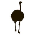 Silhouette big ostrich standing on a white background Royalty Free Stock Photo