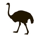 Silhouette big ostrich standing on a white background Royalty Free Stock Photo