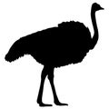 Silhouette of a big ostrich standing on a white background Royalty Free Stock Photo