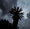 Silhouette of a big palm tree with tropical storm clouds looming over