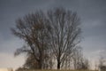 Silhouette of big tree full of branches in winter without leaves with sky in the background. Vintage effect . Royalty Free Stock Photo