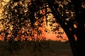 Silhouette of a big tree by the lake against sunset sky, blurred background Royalty Free Stock Photo