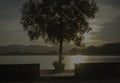 Silhouette of big tree,lake side view,reflection of sunlight shining above water surface Royalty Free Stock Photo