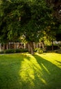 Silhouette of big tree with sun shining through it Royalty Free Stock Photo