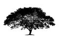 Silhouette big tree. vector logo design. isolated natural plant