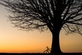 Silhouette of a bike and a winter tree at sunset Royalty Free Stock Photo