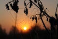 A silhouette of a birch branch with hanging web at dawn. Frozen dew drops on the diamond-shaped spiderweb Royalty Free Stock Photo