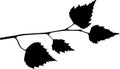 Silhouette of birch branch